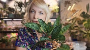 Если аглаонема потеряла свою привлекательность,то выход один - переукоренение(