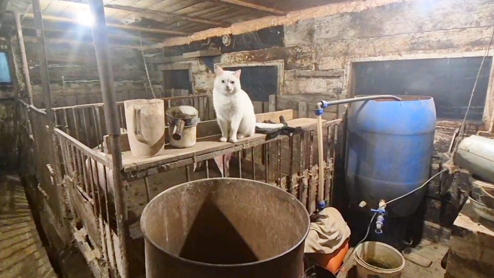 Что У нас творится,Даже животные не хотят туда смотреть онлайн