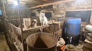 Что У нас творится,Даже животные не хотят туда