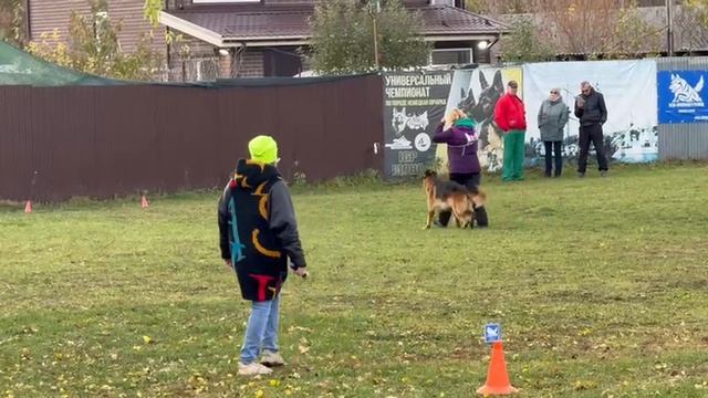 3 Отл. Ирендорф ЖОФРЕЙ +++ №10. ВОРОНЕЖ 26 октября`25 Моно немецких овчарок смотреть онлайн