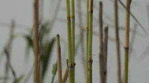 Концентрация в ритме дождя: фортепиано и природа