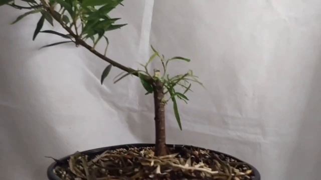 √4 фикус 123 саликария или неирефолия (Бонсай)