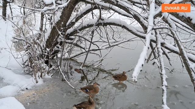 Ондатр, мышей и уток запечатлела фотограф DVHAB в Хабаровске смотреть онлайн