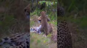 В рамках проекта "Светлый Свет" "Только мама", слова А. Могилевского, музыка С. Орлова