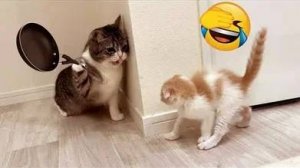 СМЕШНО ДО СЛЕЗ 😹😍 СМЕШНЫЕ КОТЫ, ЛУЧШИЕ ПРИКОЛЫ С КОТАМИ, КОШКИ, СОБАКИ , ЖИВОТНЫЕ 🥰