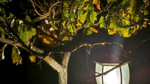 Песенная Медитация 11.11.2025