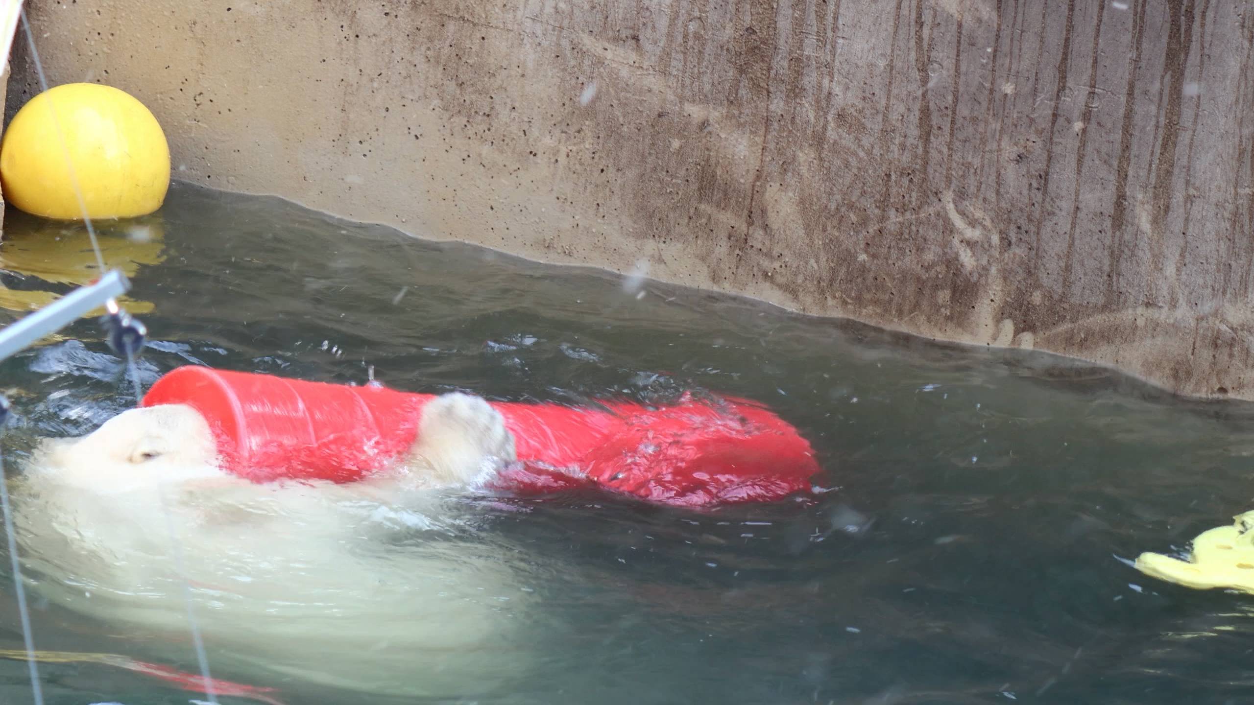 Медвежата играют с трубой.. смотреть онлайн