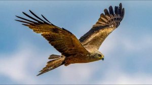 Звук Коршуна для отпугивания птиц. Чёрный коршун. Голос чёрного коршуна