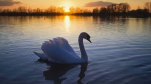 А белый лебедь на пруду (Гимн любви)
