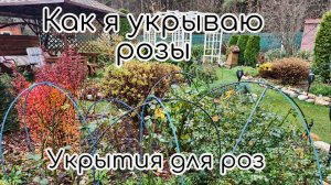 Как я укрываю розы. Укрытия для роз
