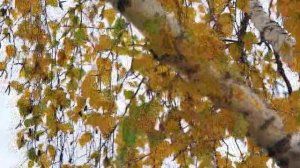 Ҡышты ла бит кемдер ярата❄❄❄❄❄