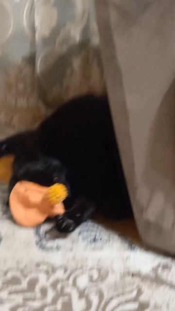 😂🎃Жоржик не захотел праздновать Хэллуин🤣🎃