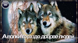 🌹🌹🌹  А  ВОЛКИ  ГОРАЗДО  ДОБРЕЕ  ЛЮДЕЙ.....  ПОСЛУШАЙТЕ  ЭТУ  ПЕСНЮ !