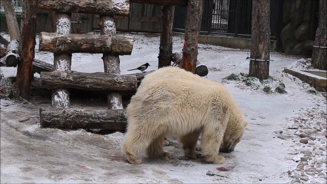 Медвежата доедают рыбу, которую они поймали 05.11.2025 смотреть онлайн
