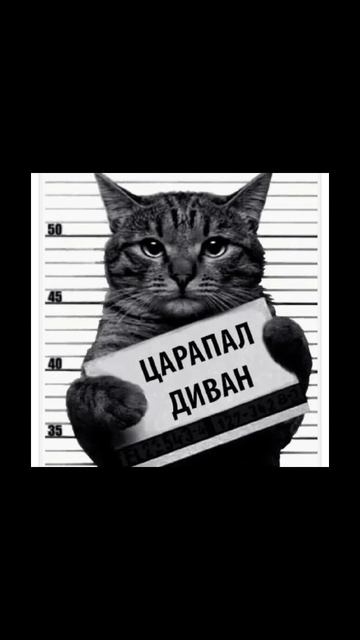 мемы смотреть онлайн