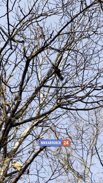 🐿 Белка сегодня устроила настоящее шоу — прыгает с ветки на ветку