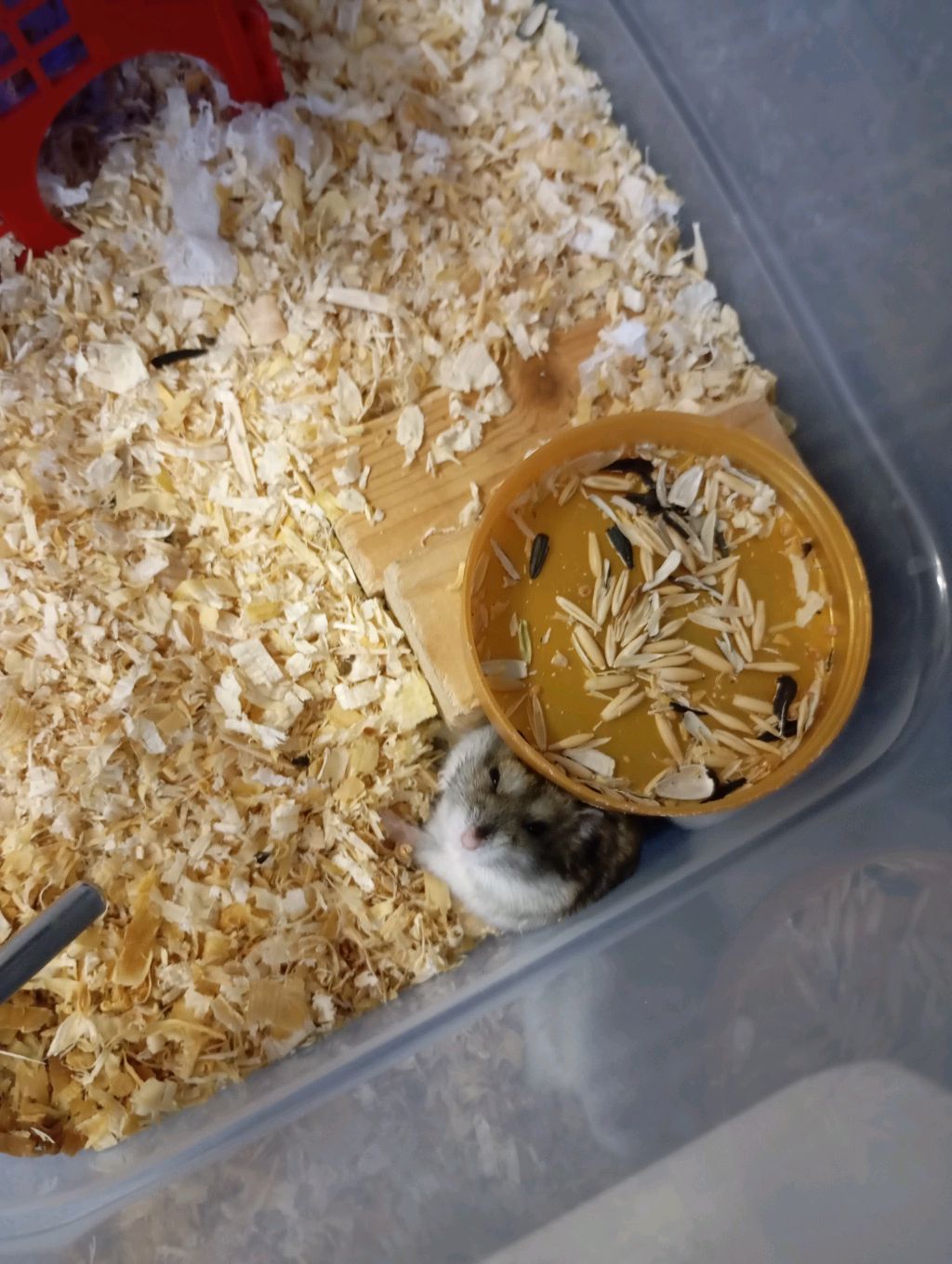 всё о джунгариках смотреть онлайн