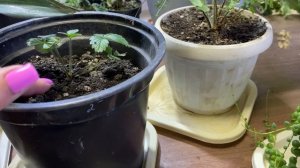 11-11-2025. Покупки к Новому году!!! Привела цветы в порядок и уехала.