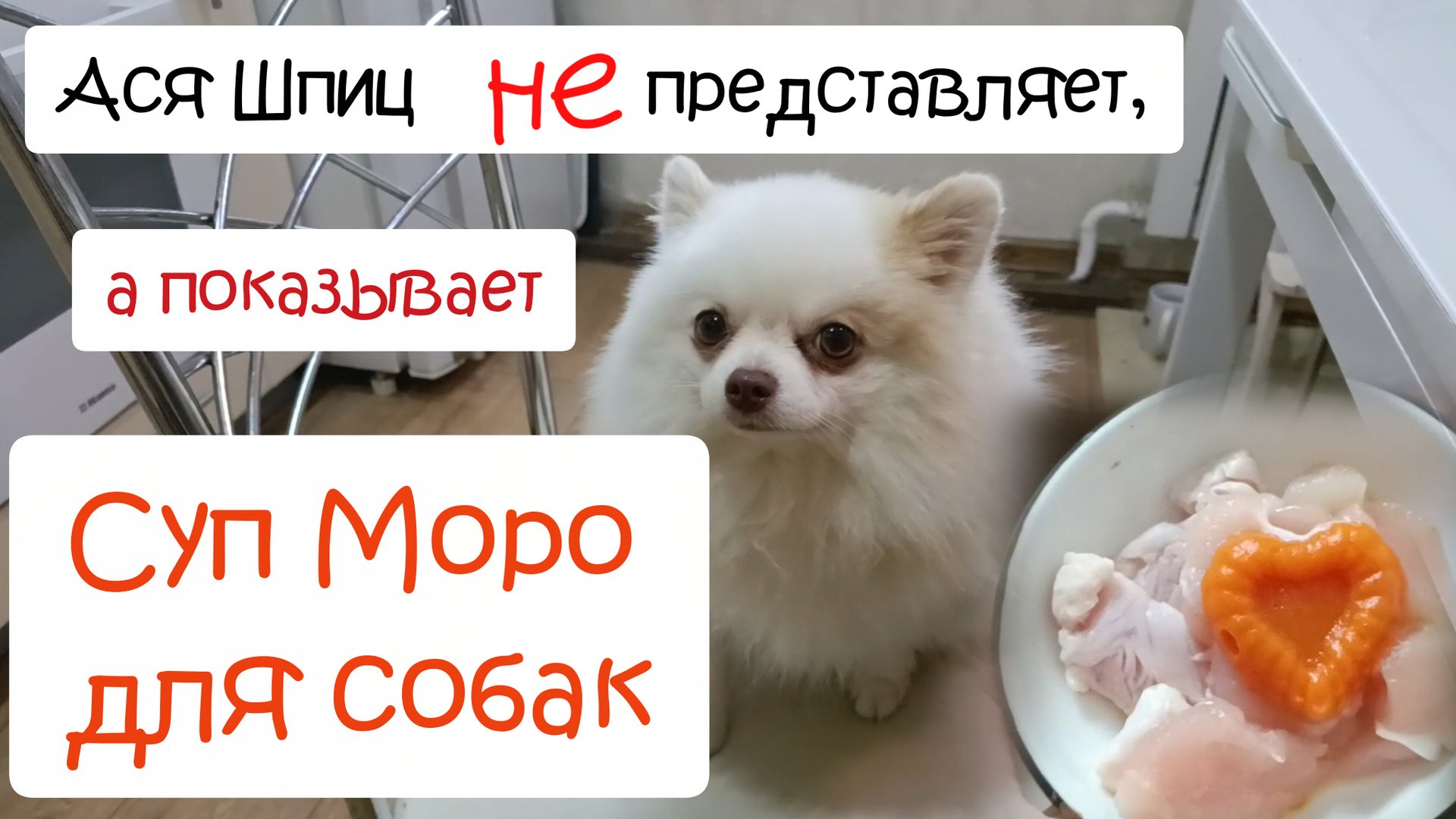 Чем кормить шпица? Суп Моро для собак смотреть онлайн