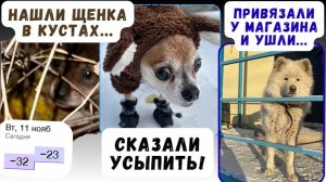 Новая жизнь для собак из Якутска - мечты или реальность?