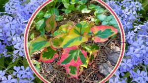 Великолепные агрессоры. Как обуздать разрастание красивых растений.