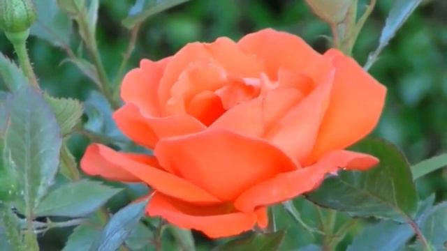 Гаряев-Матрицы.РФ__Вступительная медитация Гаряева для успешного исцеления смотреть онлайн