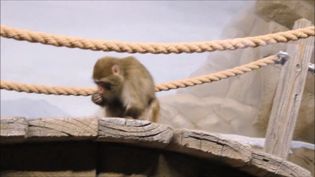 Китана занимается гигиеной, а Кайко думает что же ещё можно оторвать 05.11.2025 смотреть онлайн