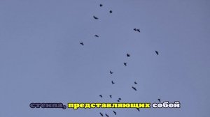 Обстановку в Саратове в момент атаки беспилотников ВСУ сняли на видео