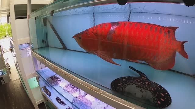 Сингапур: Скаты и Арованы $3000 за рыбу! 👑