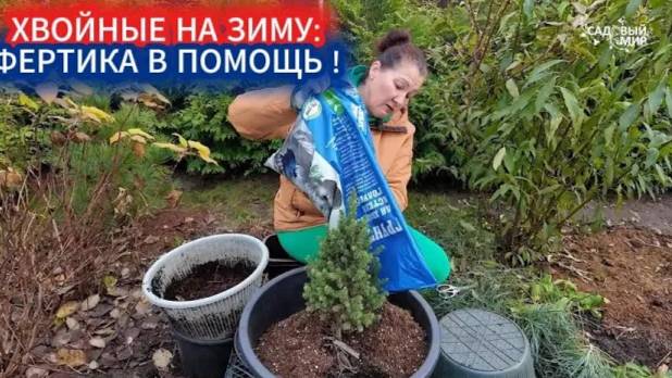 ХВОЙНЫЕ ОСЕНЬЮ - ПОДКОРМКА ФЕРТИКОЙ. ЧТО ДЕЛАТЬ С УКОРЕНЕННЫМИ ЧЕРЕНКАМИ ТУИ И КОНИКИ. смотреть онлайн