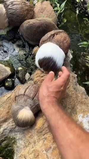 Морские свинки в домике