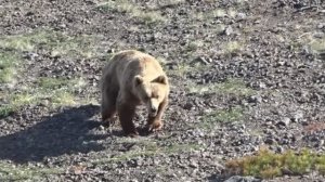 Самая надёжная защита от медведя - это...