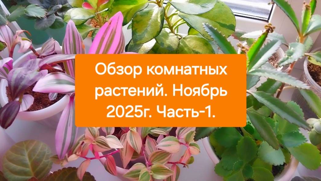 Обзор комнатных растений.💖🎄 Ноябрь 2025г. Часть-1.🌿🌸🫶 смотреть онлайн