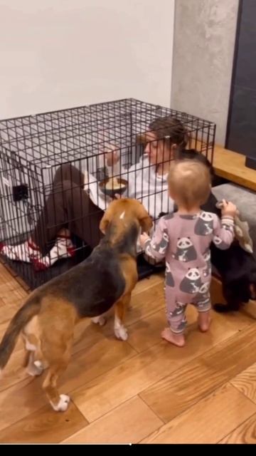 Великолепные псы. смотреть онлайн