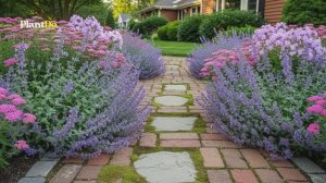 10 КРАСИВЫХ БОРДЮРНЫХ МНОГОЛЕТНИКОВ ДЛЯ САДОВЫХ ДОРОЖЕК