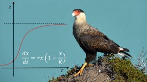 Дифференциальные уравнения в биологии