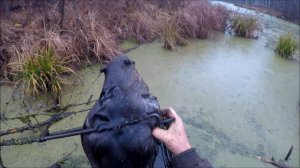 Охота на бобра. Бобрик на новом месте (Будни охотника и рыбака)