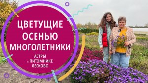 Многолетники для осеннего сада в питомнике растений "Лесково"