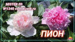 Кремово-розовый пион Mister Ed / Сад Ворошиловой