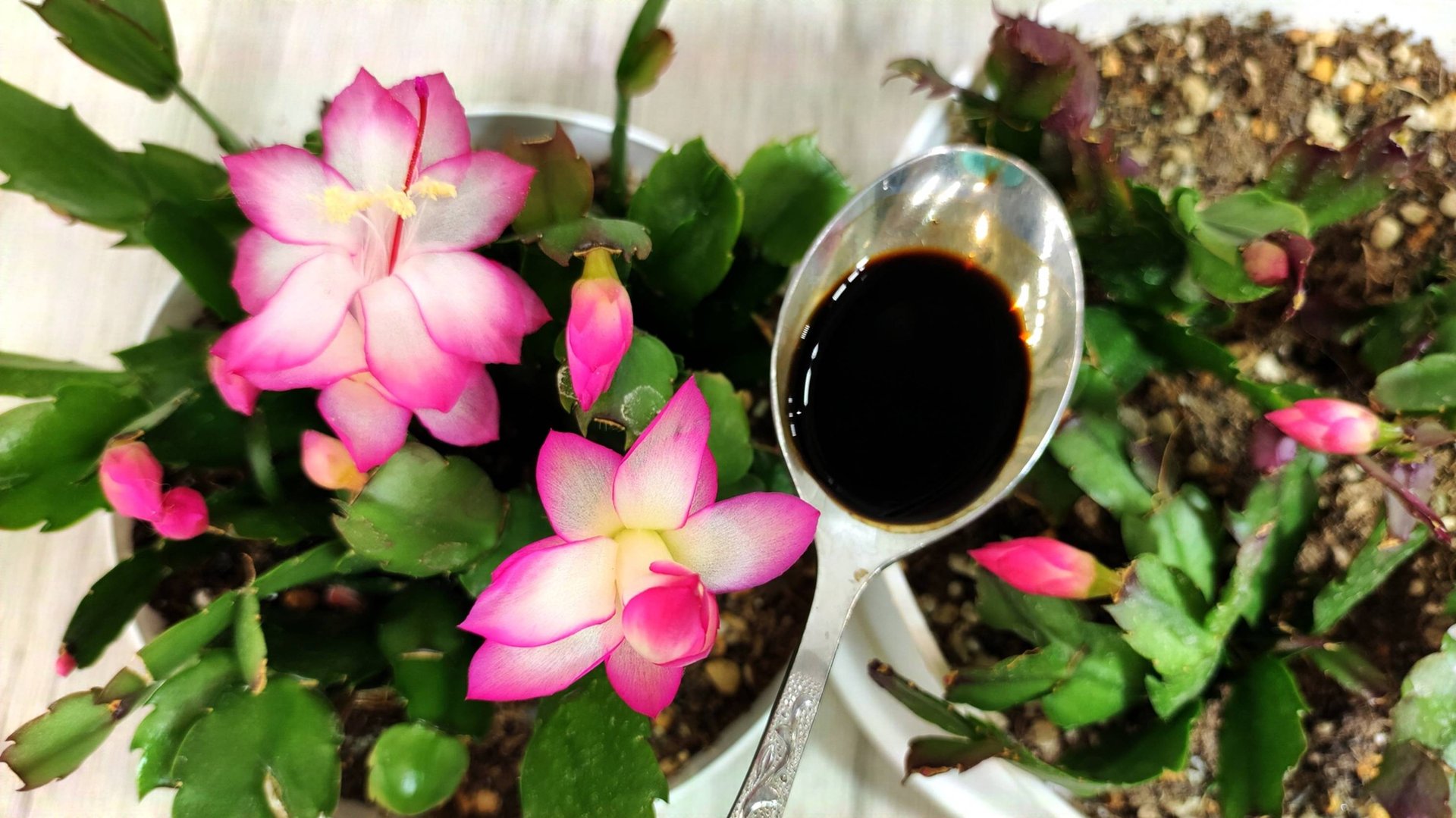 НАЛЕЙ в ДЕКАБРИСТ и даже слабый вмиг ЗАЦВЕТЕТ и бутоны не опадают смотреть онлайн