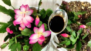 НАЛЕЙ в ДЕКАБРИСТ и даже слабый вмиг ЗАЦВЕТЕТ и бутоны не опадают