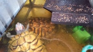 Красноухие черепахи 🐢 утро 11-11-2025