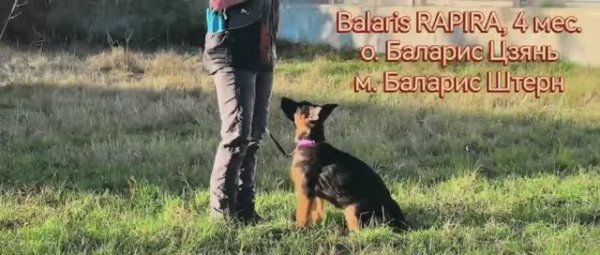 Баларис РАПИРА, 4 месяца