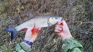 Щука, голавль, окунь на Спиннинг и Живца! Рыбалка и подводная съемка