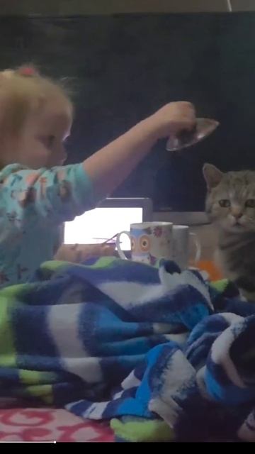 Котики. смотреть онлайн