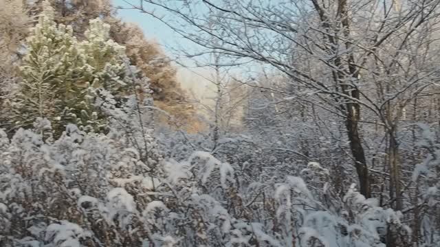 Зимой в Новосибирском дендропарке. смотреть онлайн