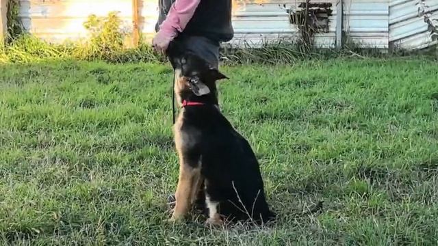 Баларис Ранмарк 4 мес. Дрессировки, начало. смотреть онлайн