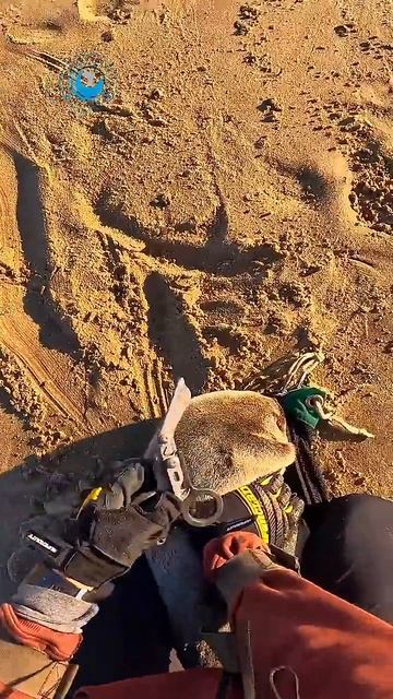 Ocean Conservation Namibia She_Was_Hiding_in_the_Crowd