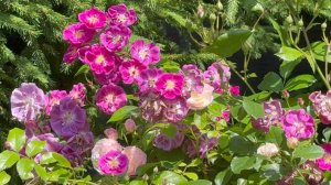 Июль в Саду 13 и 14 июля 2025