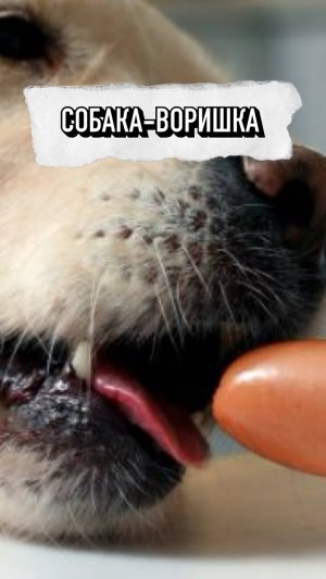 Песик-воришка😄